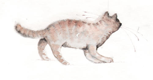Кот, вид сзади